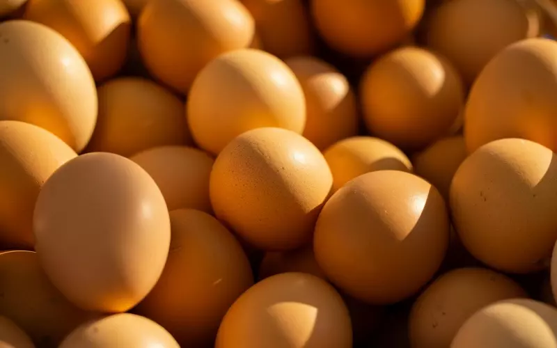 led lighting for egg production